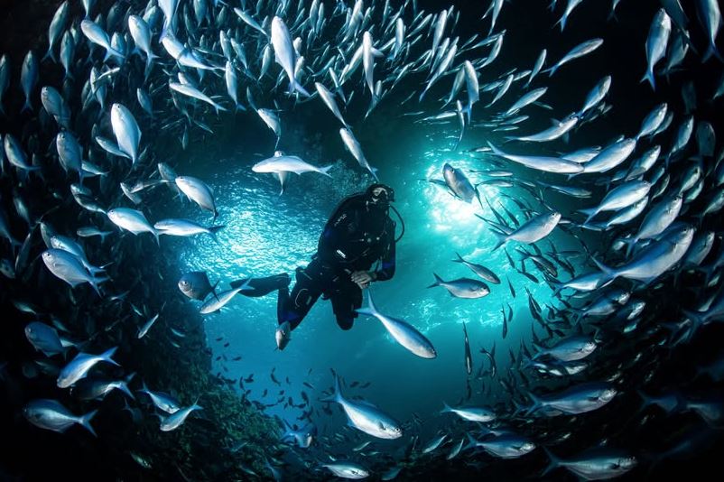 OceanicDepths Marine Ecosystems header image